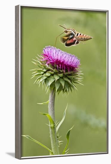 White-Lined Sphinx Moth (Hyles Lineata) Feeding on Thistle, Texas, USA-Larry Ditto-Framed Photographic Print