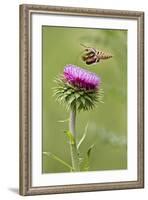 White-Lined Sphinx Moth (Hyles Lineata) Feeding on Thistle, Texas, USA-Larry Ditto-Framed Photographic Print