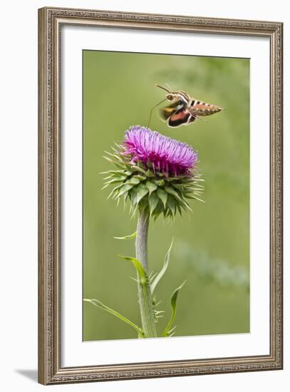 White-Lined Sphinx Moth (Hyles Lineata) Feeding on Thistle, Texas, USA-Larry Ditto-Framed Photographic Print
