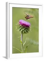 White-Lined Sphinx Moth (Hyles Lineata) Feeding on Thistle, Texas, USA-Larry Ditto-Framed Photographic Print