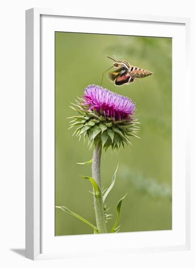 White-Lined Sphinx Moth (Hyles Lineata) Feeding on Thistle, Texas, USA-Larry Ditto-Framed Photographic Print