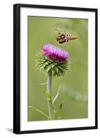 White-Lined Sphinx Moth (Hyles Lineata) Feeding on Thistle, Texas, USA-Larry Ditto-Framed Photographic Print