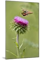 White-Lined Sphinx Moth (Hyles Lineata) Feeding on Thistle, Texas, USA-Larry Ditto-Mounted Photographic Print