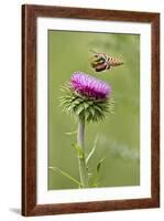 White-Lined Sphinx Moth (Hyles Lineata) Feeding on Thistle, Texas, USA-Larry Ditto-Framed Photographic Print