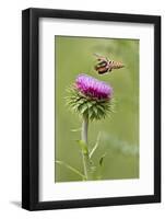 White-Lined Sphinx Moth (Hyles Lineata) Feeding on Thistle, Texas, USA-Larry Ditto-Framed Photographic Print