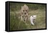 White Lion, Inkwenkwezi Game Reserve, Eastern Cape, South Africa-Pete Oxford-Framed Stretched Canvas