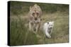 White Lion, Inkwenkwezi Game Reserve, Eastern Cape, South Africa-Pete Oxford-Stretched Canvas