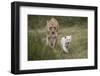 White Lion, Inkwenkwezi Game Reserve, Eastern Cape, South Africa-Pete Oxford-Framed Photographic Print