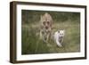 White Lion, Inkwenkwezi Game Reserve, Eastern Cape, South Africa-Pete Oxford-Framed Photographic Print