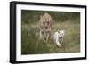 White Lion, Inkwenkwezi Game Reserve, Eastern Cape, South Africa-Pete Oxford-Framed Photographic Print