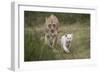 White Lion, Inkwenkwezi Game Reserve, Eastern Cape, South Africa-Pete Oxford-Framed Photographic Print