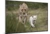 White Lion, Inkwenkwezi Game Reserve, Eastern Cape, South Africa-Pete Oxford-Mounted Photographic Print