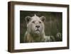 White Lion, Inkwenkwezi Game Reserve, Eastern Cape, South Africa-Pete Oxford-Framed Photographic Print