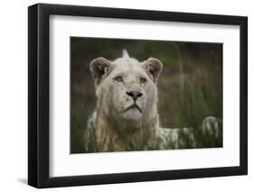 White Lion, Inkwenkwezi Game Reserve, Eastern Cape, South Africa-Pete Oxford-Framed Photographic Print