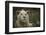 White Lion, Inkwenkwezi Game Reserve, Eastern Cape, South Africa-Pete Oxford-Framed Photographic Print