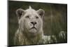 White Lion, Inkwenkwezi Game Reserve, Eastern Cape, South Africa-Pete Oxford-Mounted Photographic Print