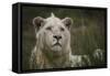 White Lion, Inkwenkwezi Game Reserve, Eastern Cape, South Africa-Pete Oxford-Framed Stretched Canvas