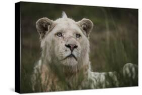 White Lion, Inkwenkwezi Game Reserve, Eastern Cape, South Africa-Pete Oxford-Stretched Canvas