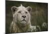 White Lion, Inkwenkwezi Game Reserve, Eastern Cape, South Africa-Pete Oxford-Mounted Photographic Print