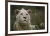 White Lion, Inkwenkwezi Game Reserve, Eastern Cape, South Africa-Pete Oxford-Framed Photographic Print