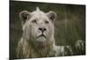 White Lion, Inkwenkwezi Game Reserve, Eastern Cape, South Africa-Pete Oxford-Mounted Photographic Print