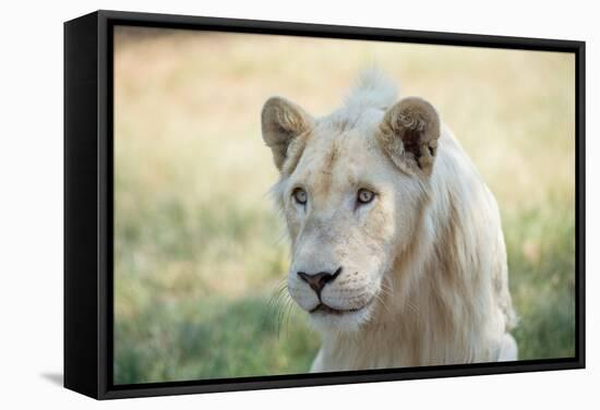 White Lion-mr anderson-Framed Stretched Canvas