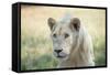 White Lion-mr anderson-Framed Stretched Canvas