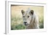 White Lion-mr anderson-Framed Photographic Print