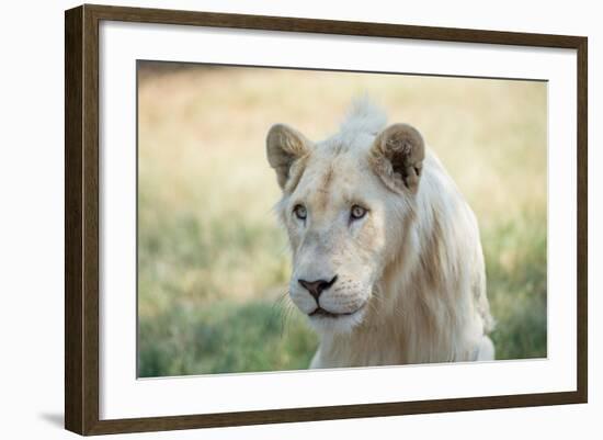 White Lion-mr anderson-Framed Photographic Print