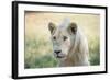 White Lion-mr anderson-Framed Photographic Print