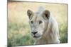 White Lion-mr anderson-Mounted Photographic Print