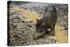 White-Lipped Peccary at Saltlick, Yasuni, Amazon Rainforest, Ecuador-Pete Oxford-Stretched Canvas