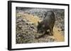 White-Lipped Peccary at Saltlick, Yasuni, Amazon Rainforest, Ecuador-Pete Oxford-Framed Photographic Print