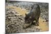 White-Lipped Peccary at Saltlick, Yasuni, Amazon Rainforest, Ecuador-Pete Oxford-Mounted Photographic Print