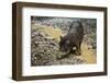 White-Lipped Peccary at Saltlick, Yasuni, Amazon Rainforest, Ecuador-Pete Oxford-Framed Photographic Print