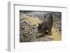 White-Lipped Peccary at Saltlick, Yasuni, Amazon Rainforest, Ecuador-Pete Oxford-Framed Photographic Print