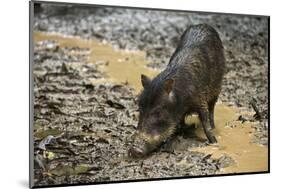 White-Lipped Peccary at Saltlick, Yasuni, Amazon Rainforest, Ecuador-Pete Oxford-Mounted Photographic Print