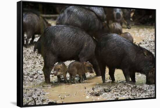 White-Lipped Peccary at Saltlick, Yasuni, Amazon Rainforest, Ecuador-Pete Oxford-Framed Stretched Canvas