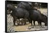 White-Lipped Peccary at Saltlick, Yasuni, Amazon Rainforest, Ecuador-Pete Oxford-Framed Stretched Canvas