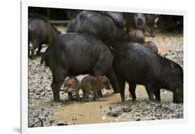 White-Lipped Peccary at Saltlick, Yasuni, Amazon Rainforest, Ecuador-Pete Oxford-Framed Photographic Print