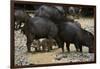 White-Lipped Peccary at Saltlick, Yasuni, Amazon Rainforest, Ecuador-Pete Oxford-Framed Photographic Print