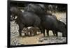 White-Lipped Peccary at Saltlick, Yasuni, Amazon Rainforest, Ecuador-Pete Oxford-Framed Photographic Print