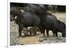 White-Lipped Peccary at Saltlick, Yasuni, Amazon Rainforest, Ecuador-Pete Oxford-Framed Premium Photographic Print