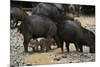 White-Lipped Peccary at Saltlick, Yasuni, Amazon Rainforest, Ecuador-Pete Oxford-Mounted Premium Photographic Print