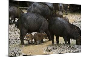 White-Lipped Peccary at Saltlick, Yasuni, Amazon Rainforest, Ecuador-Pete Oxford-Mounted Premium Photographic Print