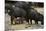 White-Lipped Peccary at Saltlick, Yasuni, Amazon Rainforest, Ecuador-Pete Oxford-Mounted Premium Photographic Print