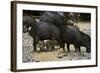 White-Lipped Peccary at Saltlick, Yasuni, Amazon Rainforest, Ecuador-Pete Oxford-Framed Photographic Print