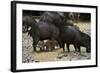 White-Lipped Peccary at Saltlick, Yasuni, Amazon Rainforest, Ecuador-Pete Oxford-Framed Photographic Print