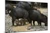 White-Lipped Peccary at Saltlick, Yasuni, Amazon Rainforest, Ecuador-Pete Oxford-Mounted Photographic Print