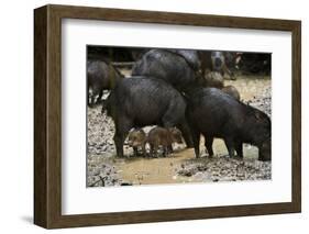 White-Lipped Peccary at Saltlick, Yasuni, Amazon Rainforest, Ecuador-Pete Oxford-Framed Photographic Print